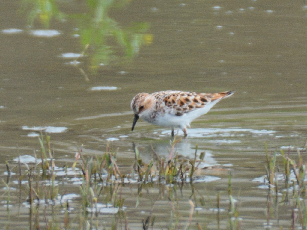 Little Stint