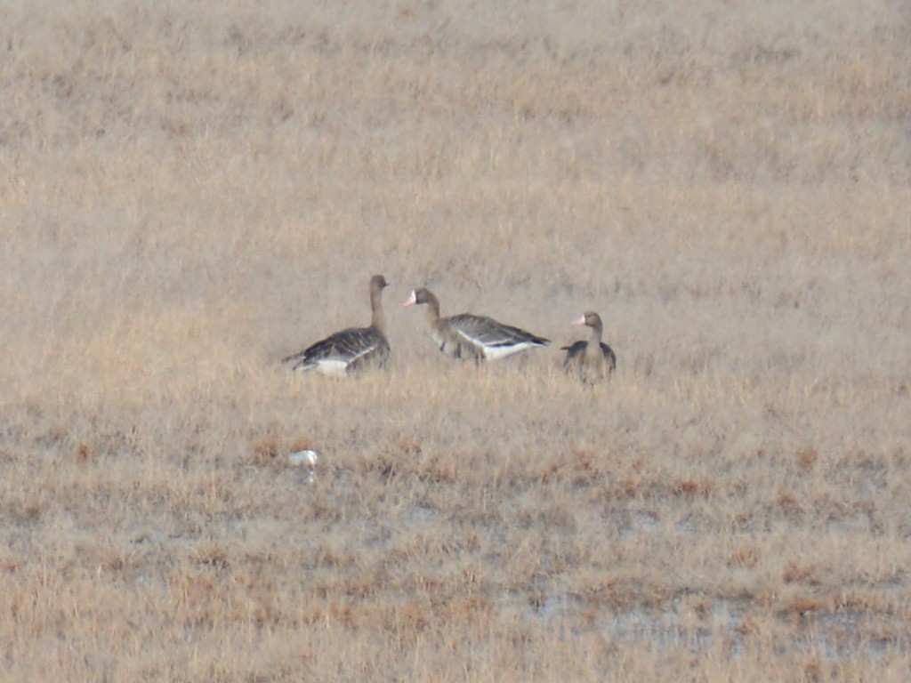 Greater White-fronted Goose