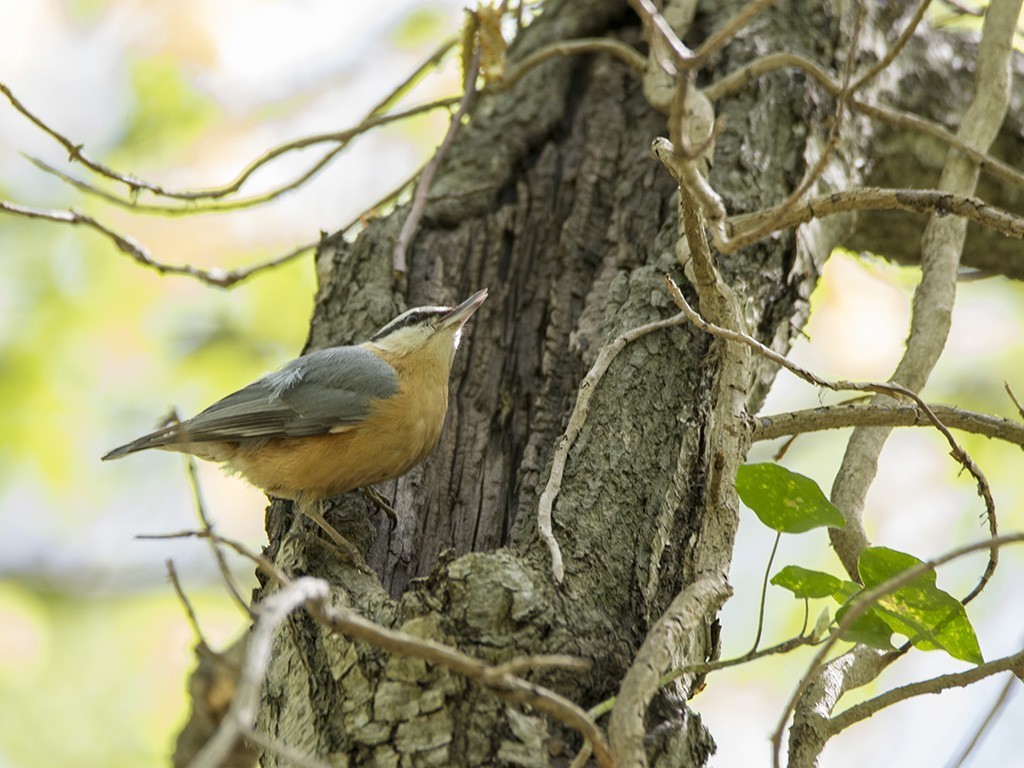 Eurasian Nuthatch