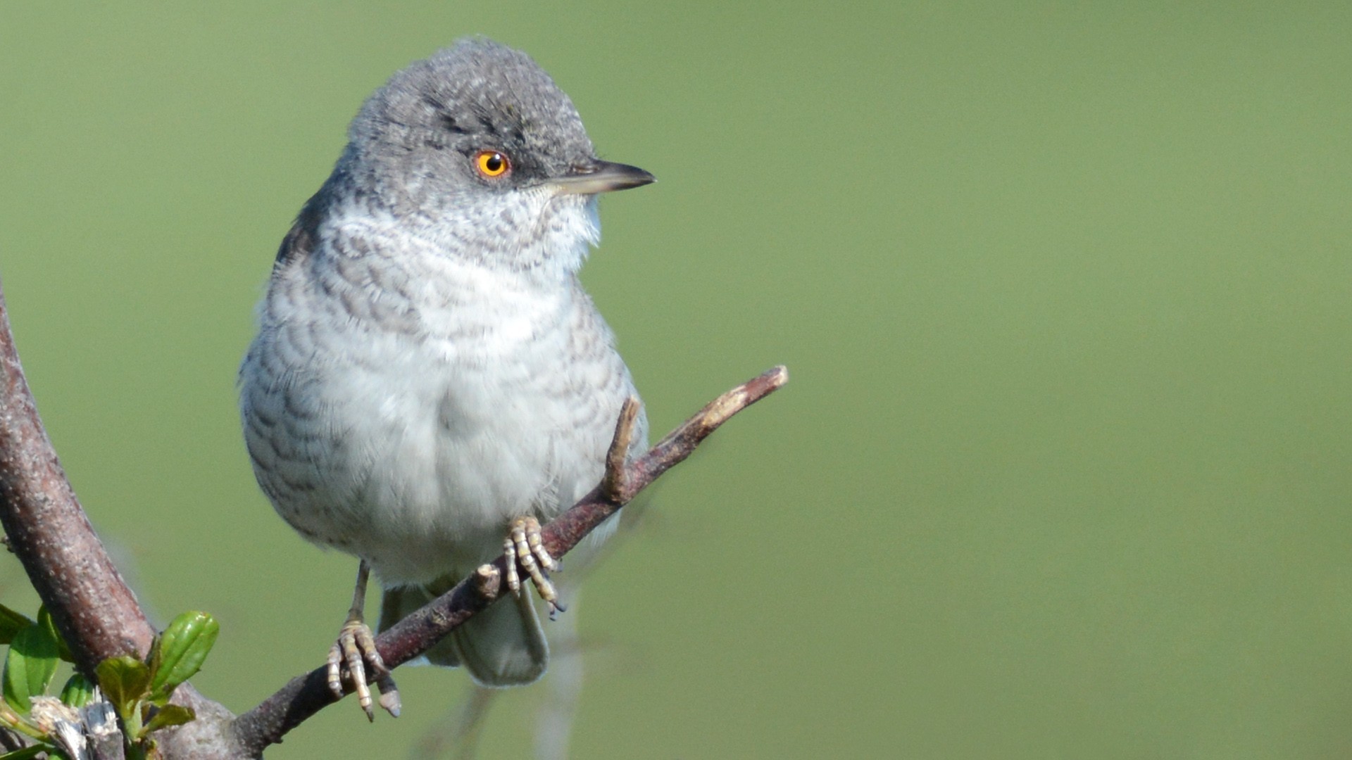 Barred Warbler