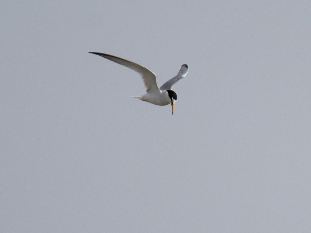 Little Tern