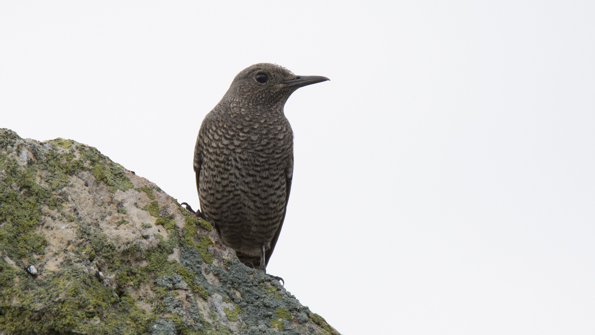 Blue Rock-Thrush