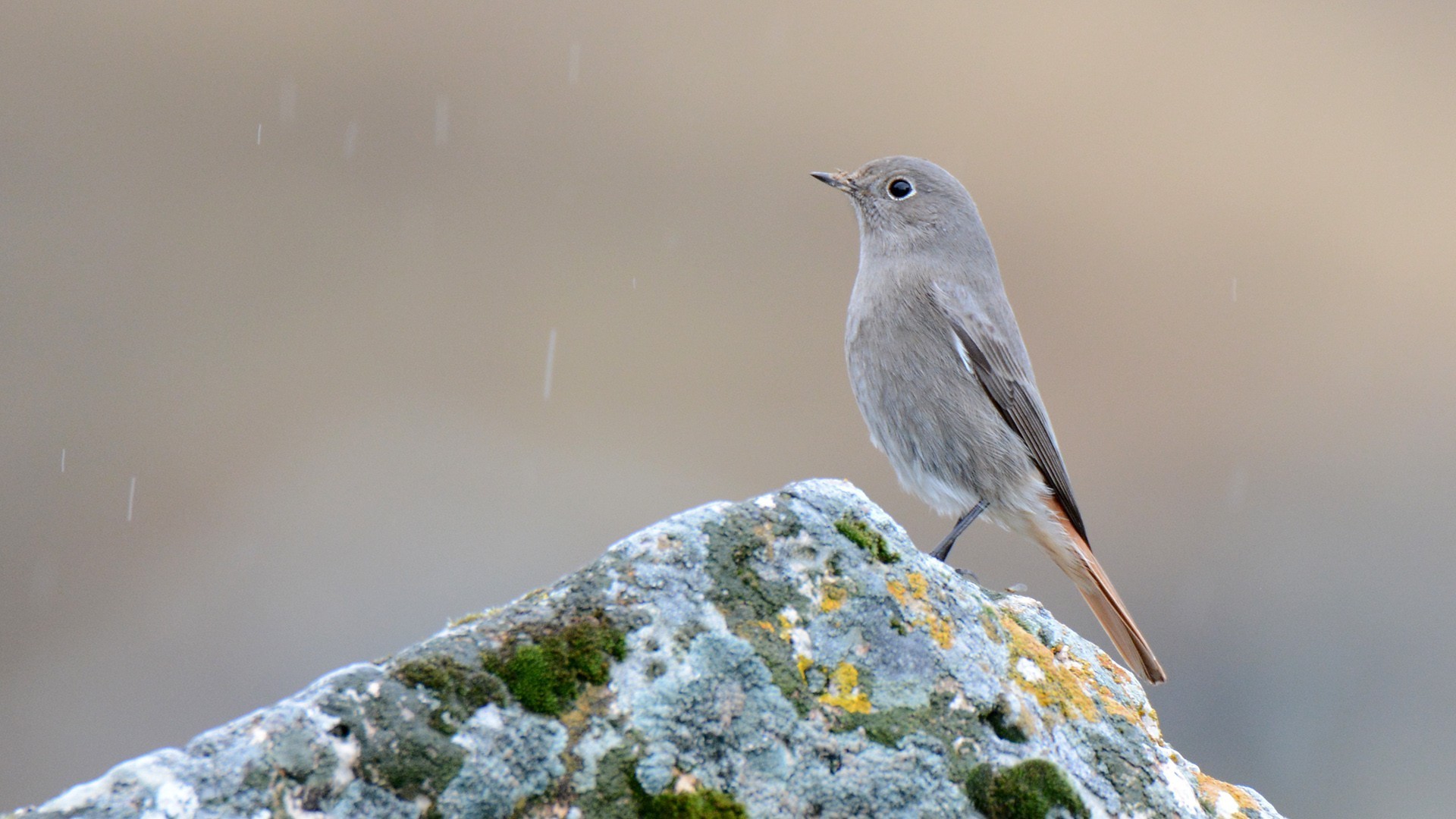 Black Redstart