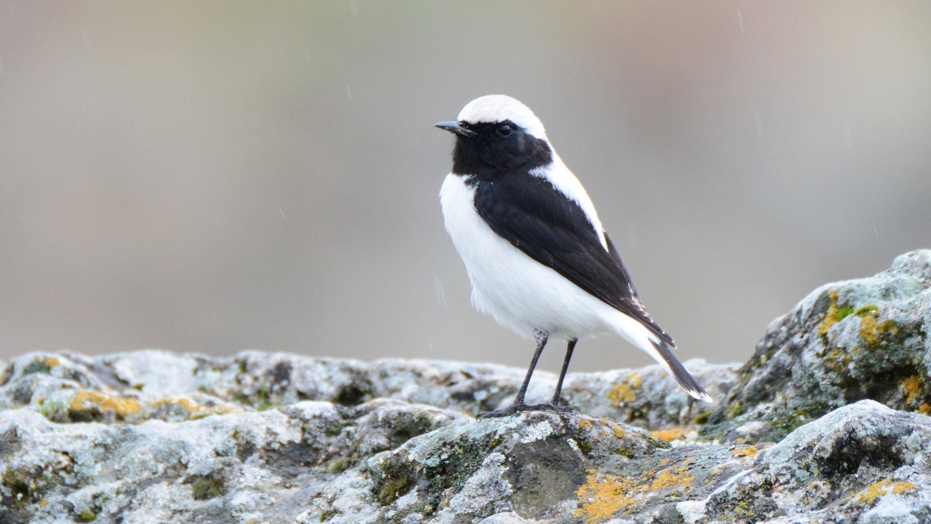 Finsch's Wheatear