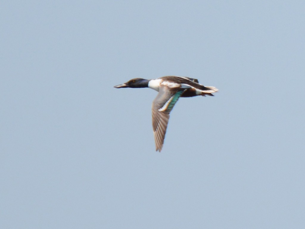 Northern Shoveler
