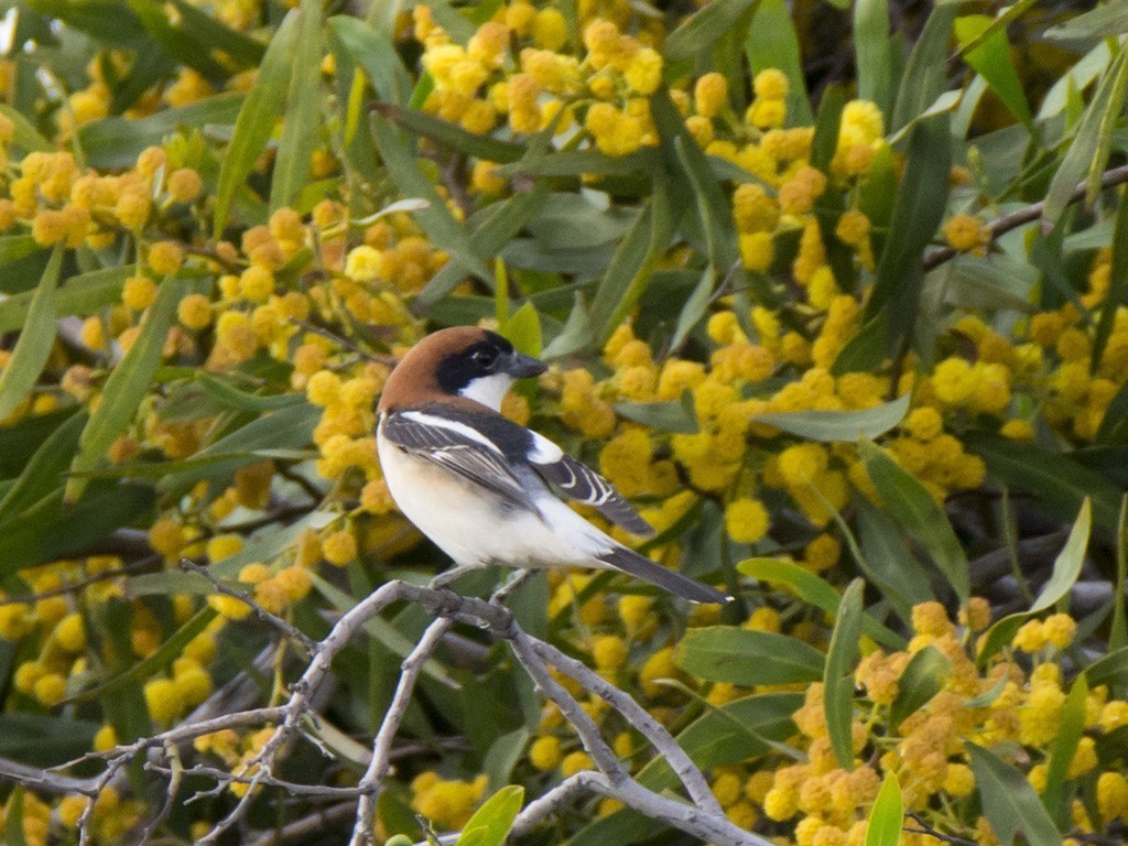 Woodchat Shrike