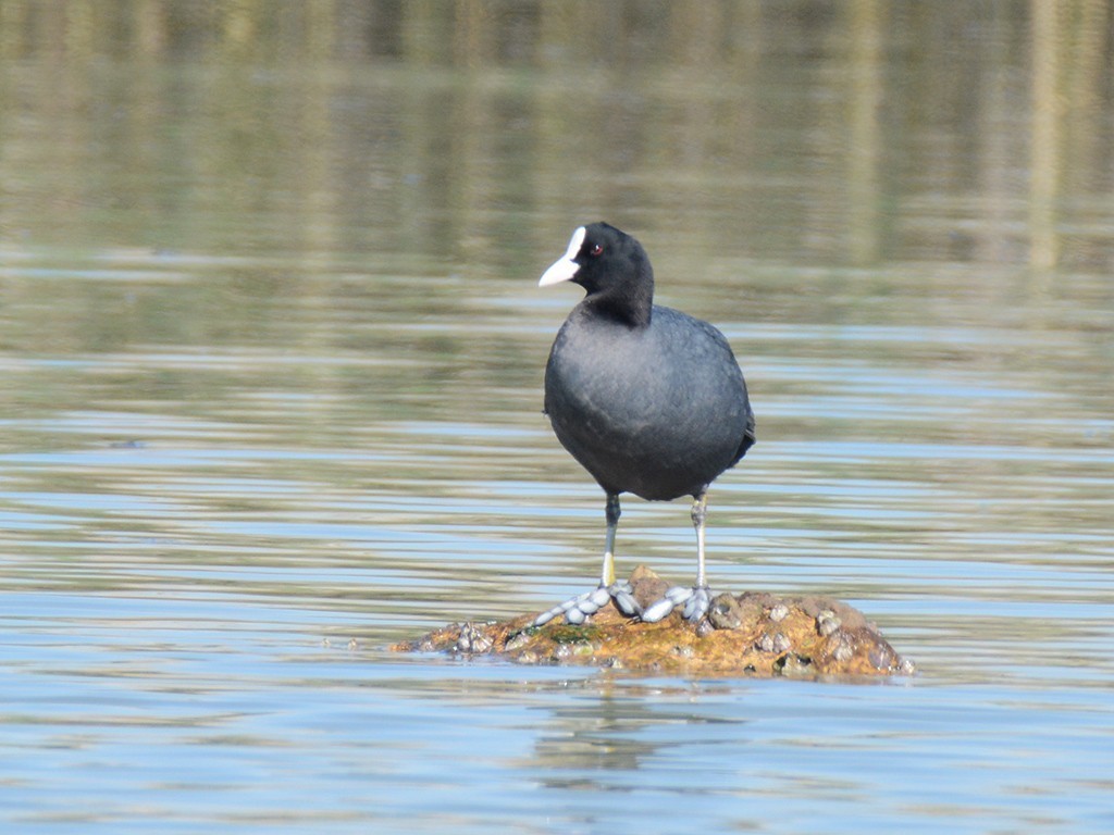 Eurasian Coot