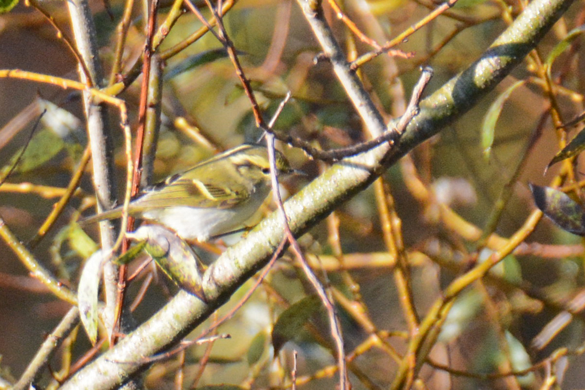 Pallas's Leaf Warbler