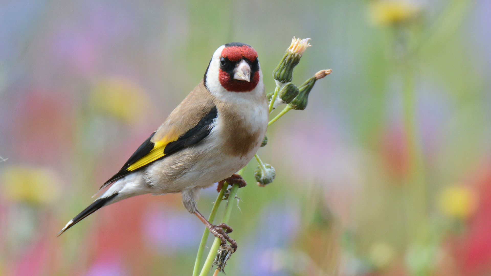 European Goldfinch