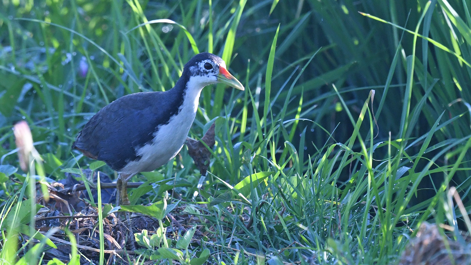 White-breasted Waterhen