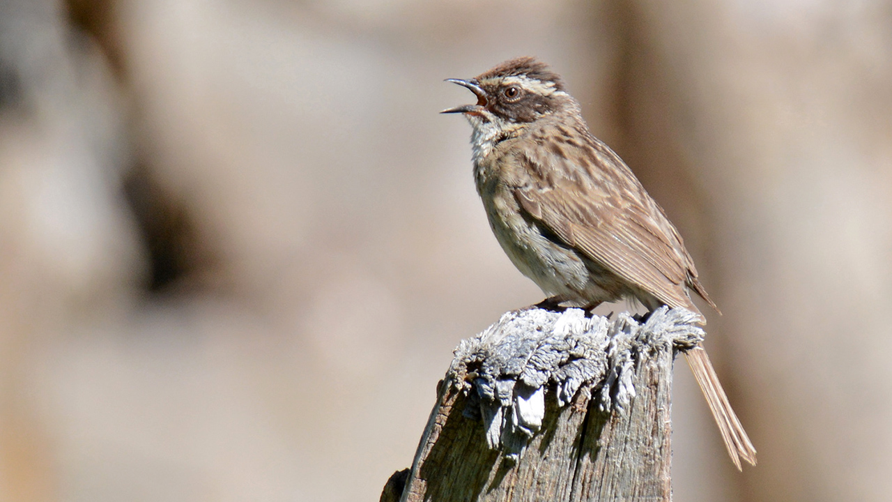 Radde's Accentor