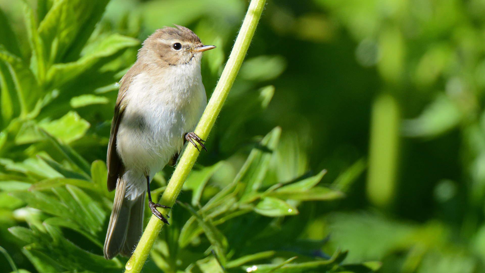 Mountain Chiffchaff
