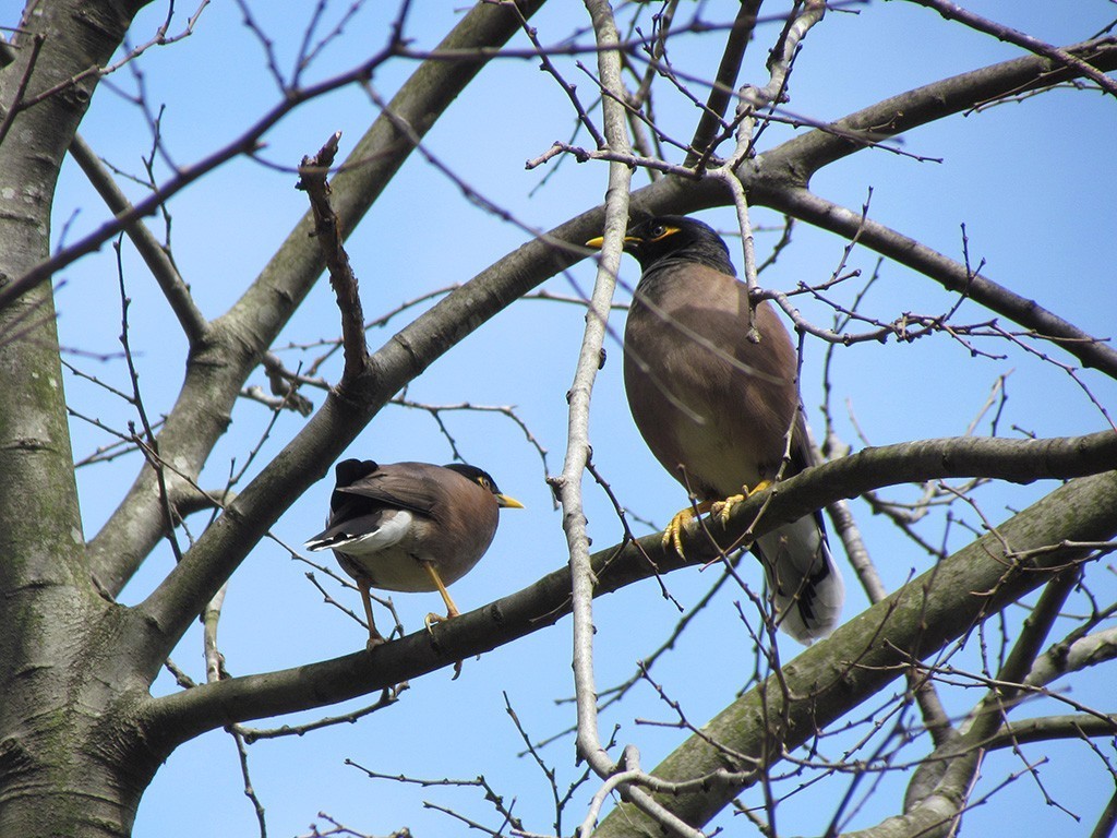 Common Myna