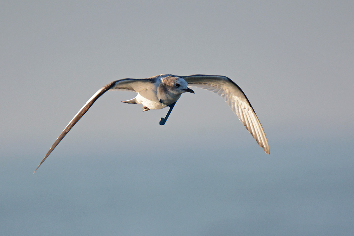 Sabine's Gull