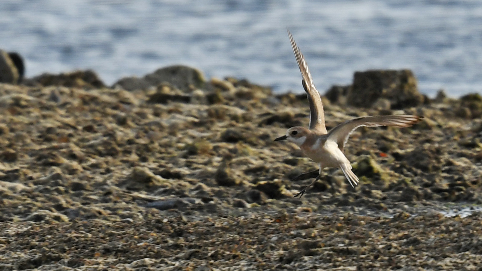 Greater Sand-Plover — Ana fotoğraf