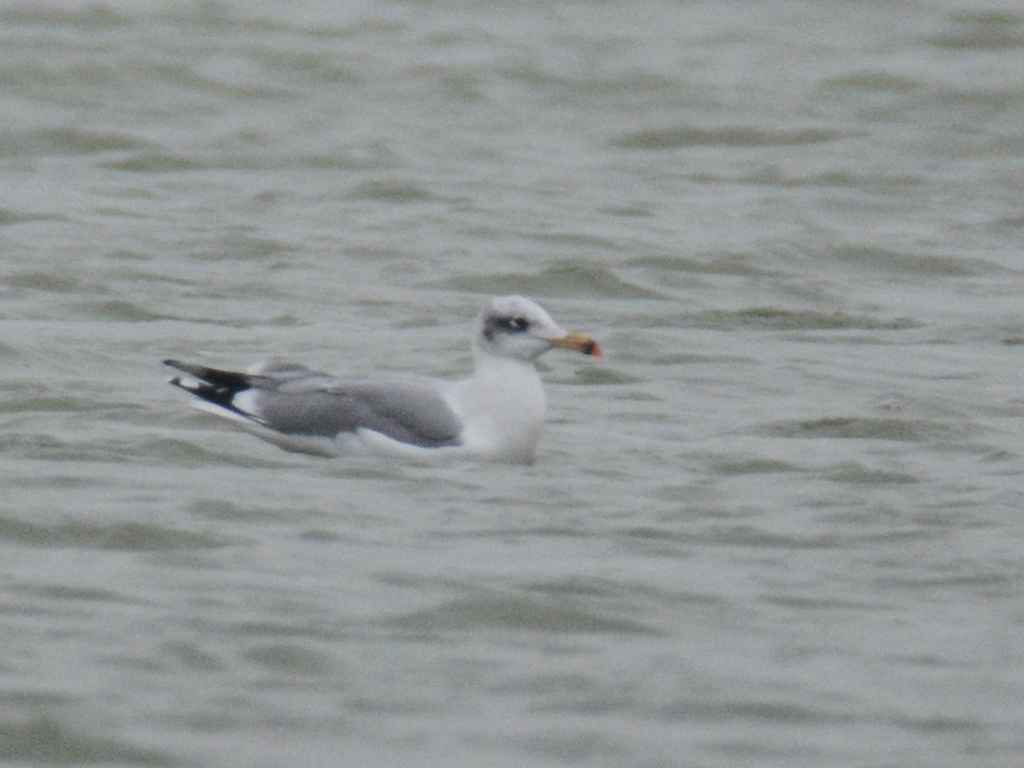 Pallas's Gull