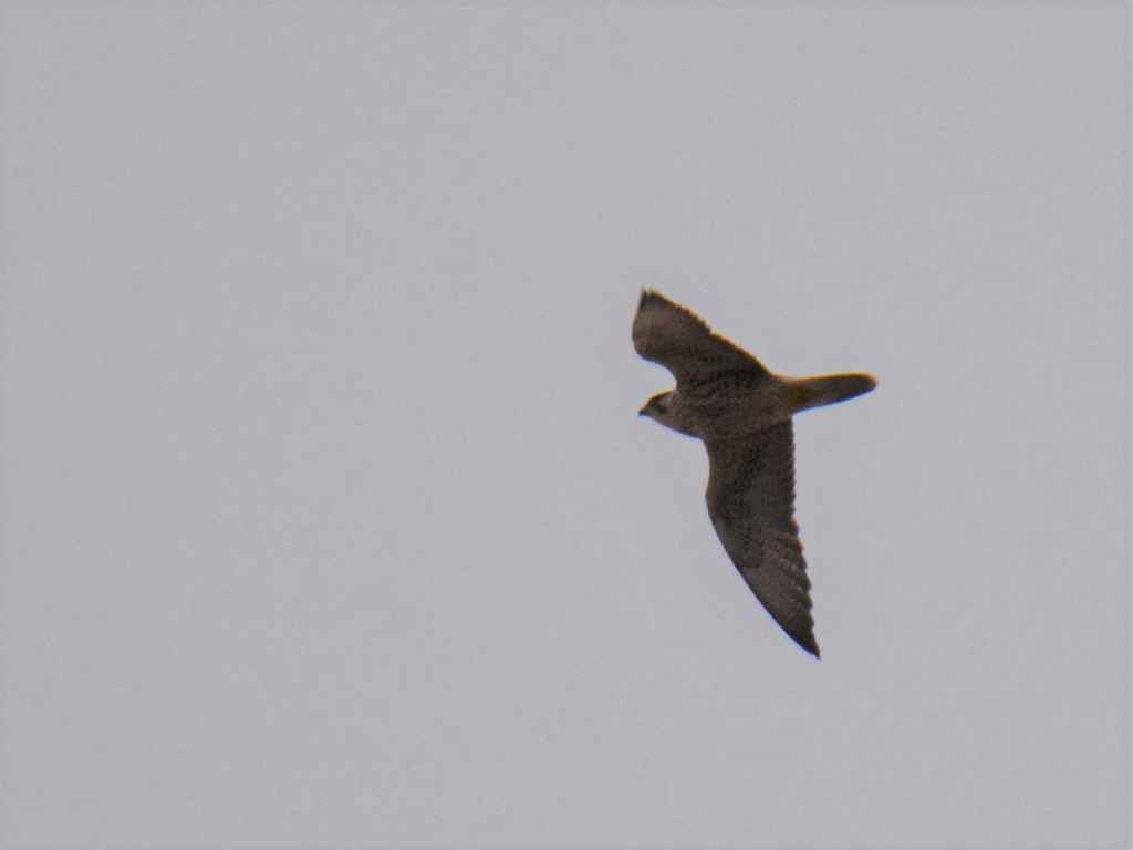 Lanner Falcon