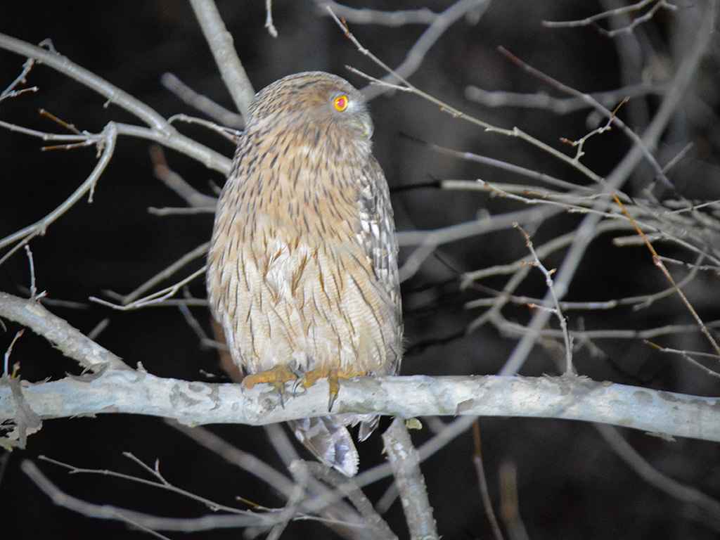 Brown Fish-Owl