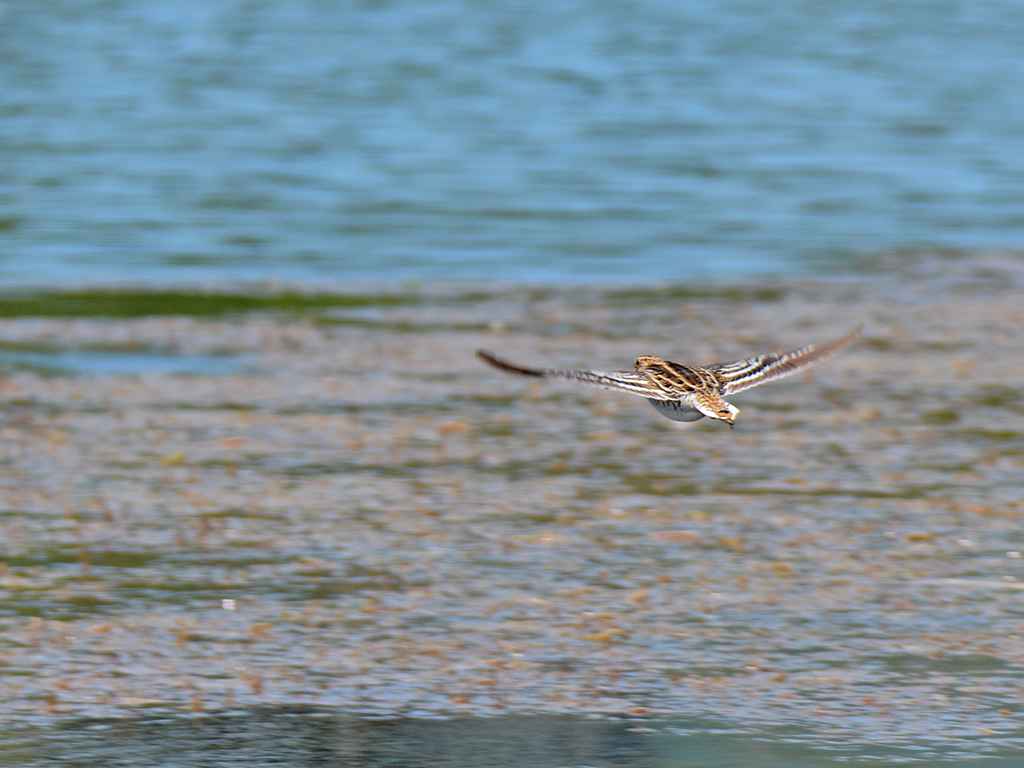 Great Snipe