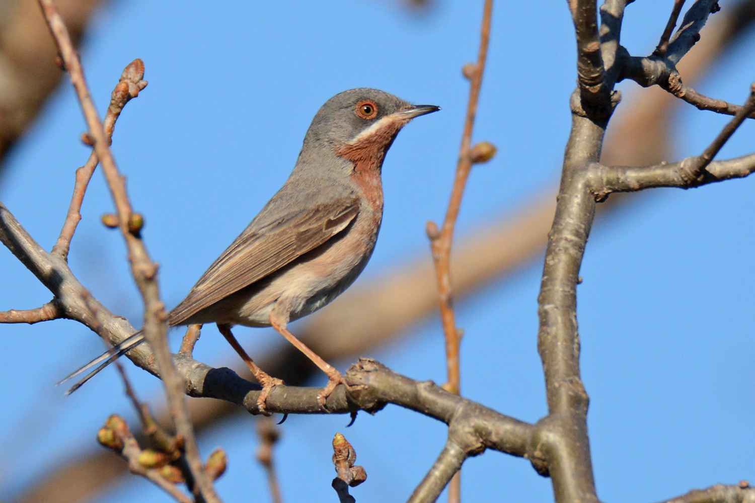 Subalpine Warbler