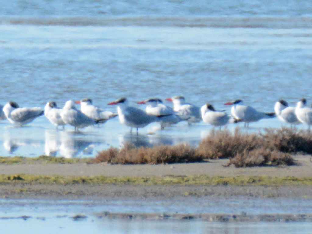 Caspian Tern