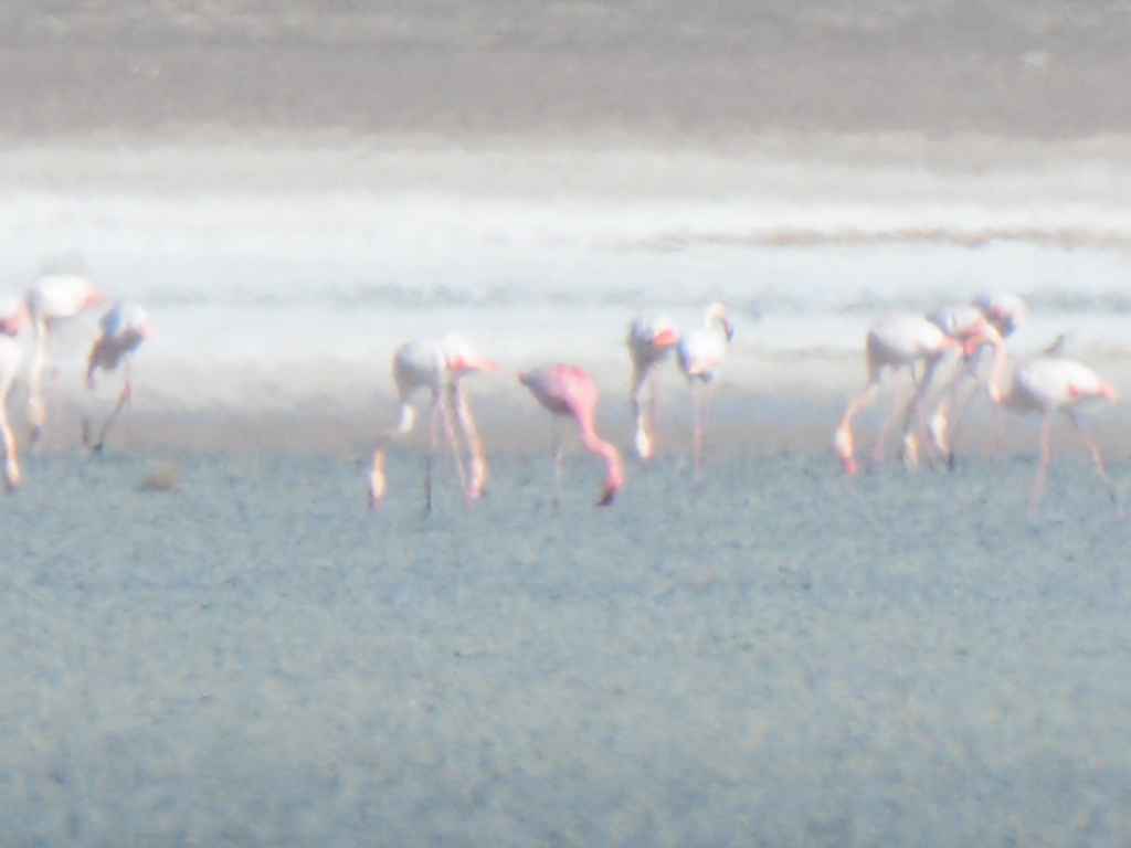 Lesser Flamingo