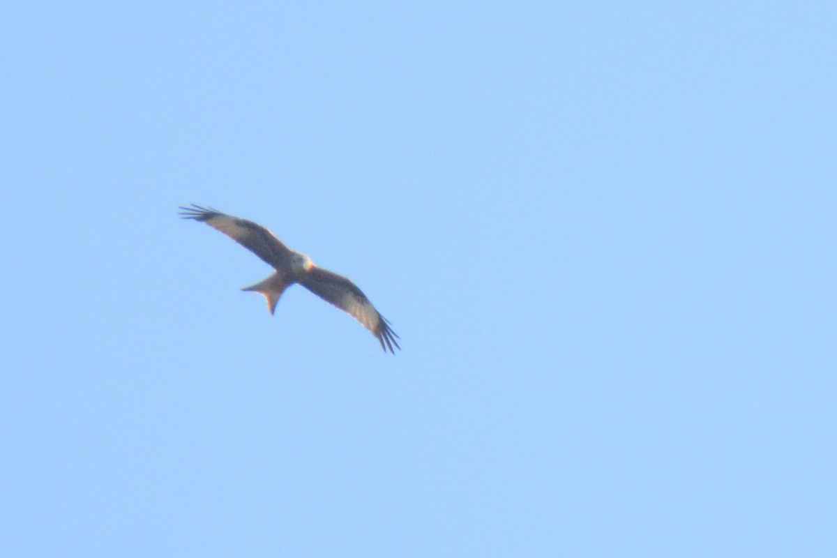 Red Kite