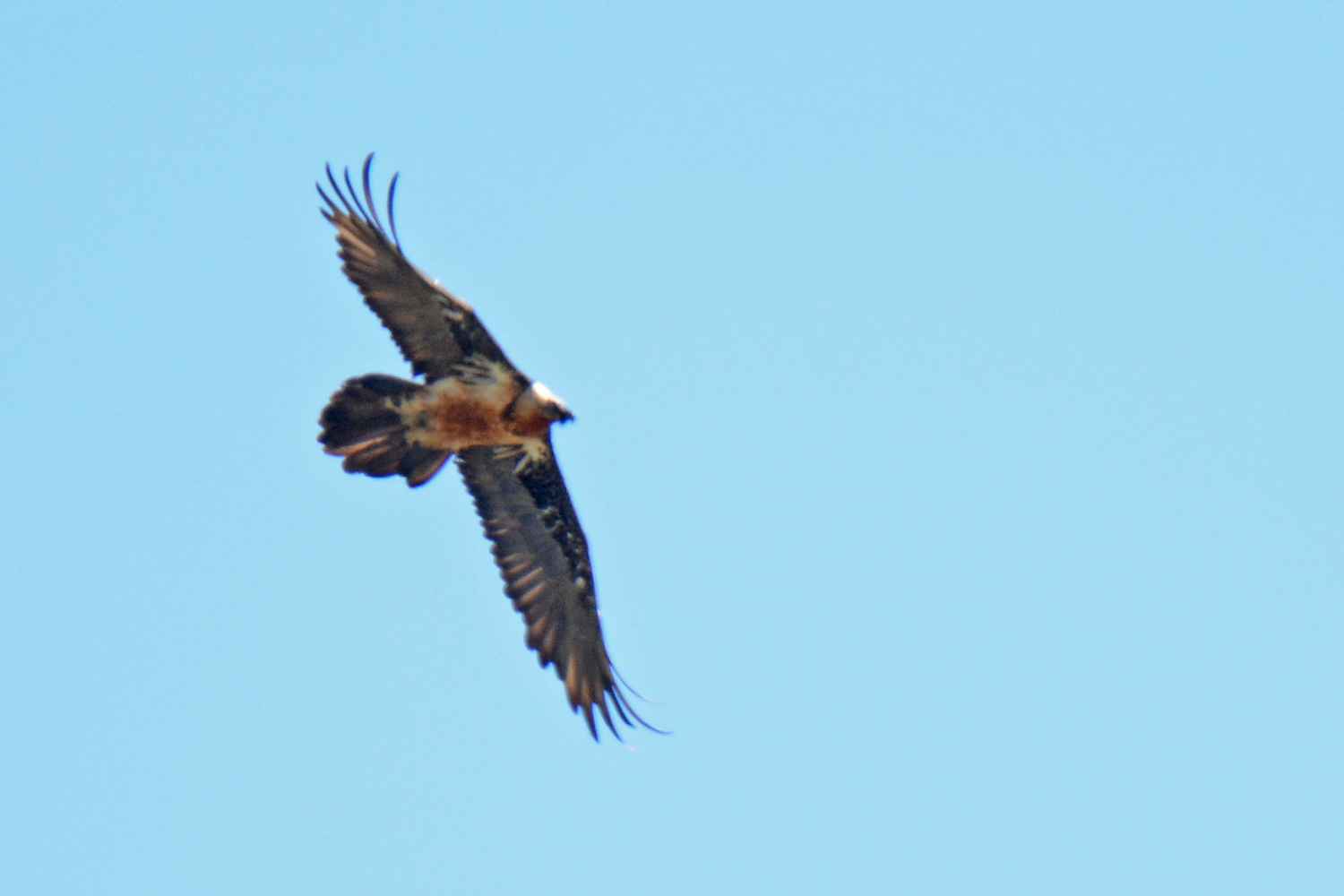 Bearded Vulture