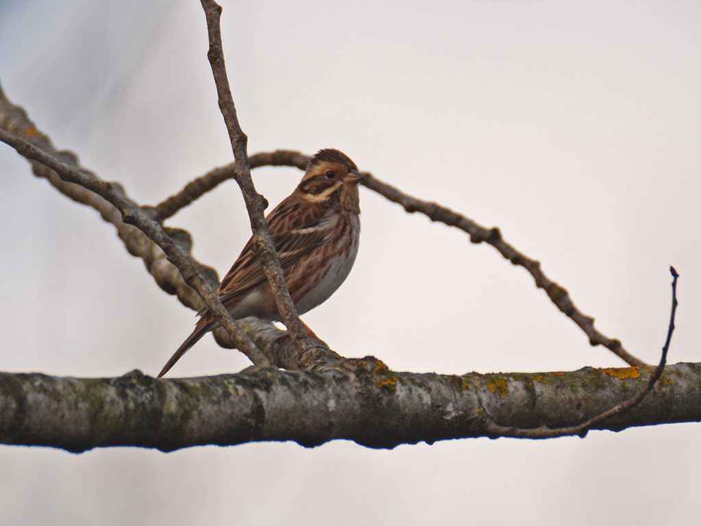 Rustic Bunting