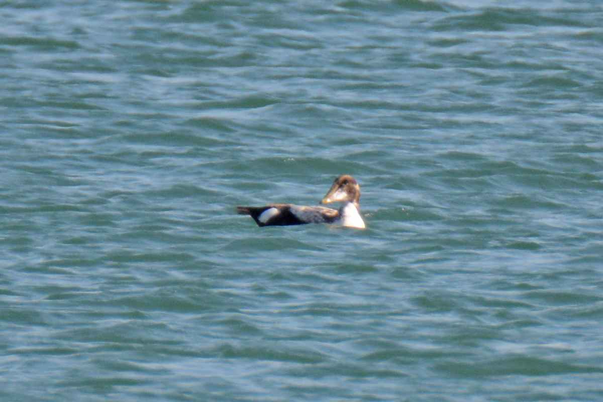 Common Eider