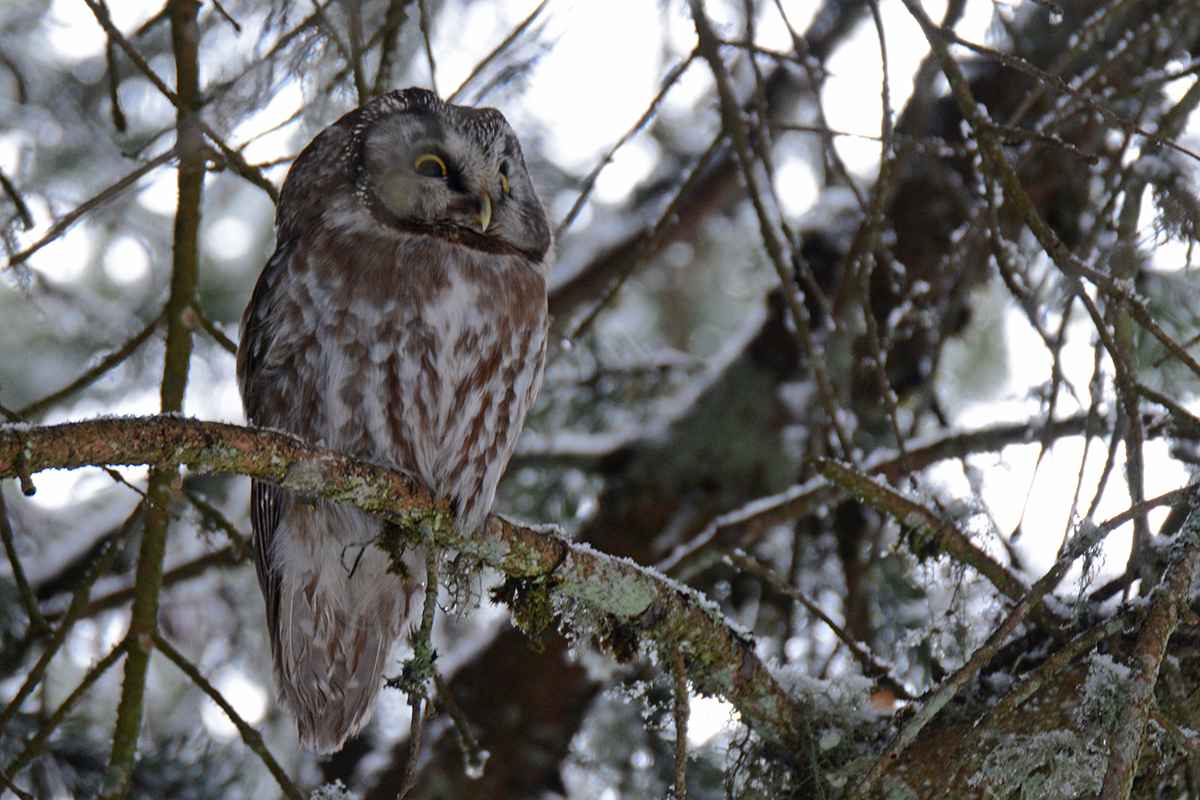 Boreal Owl