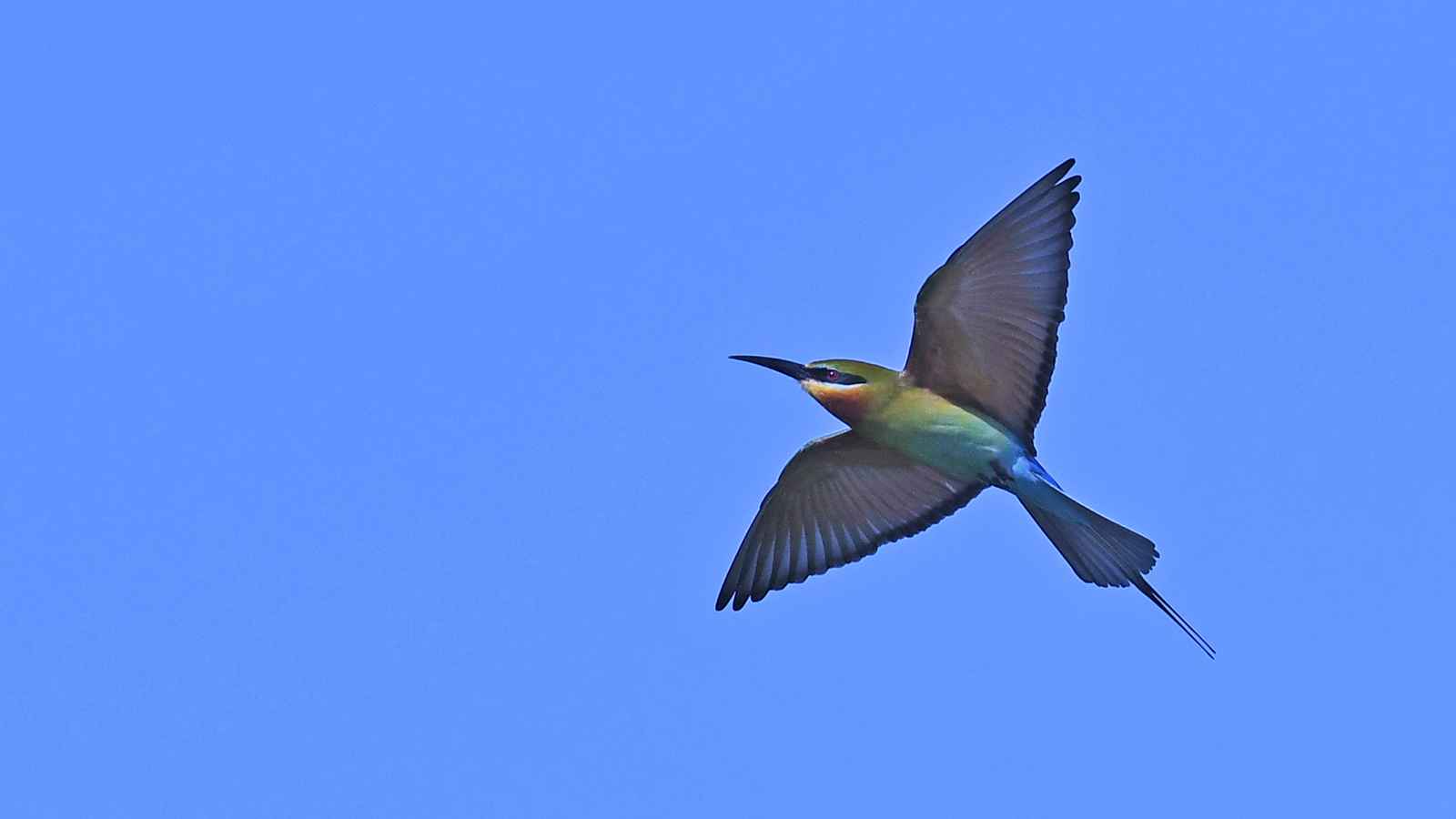 Blue-tailed Bee-eater