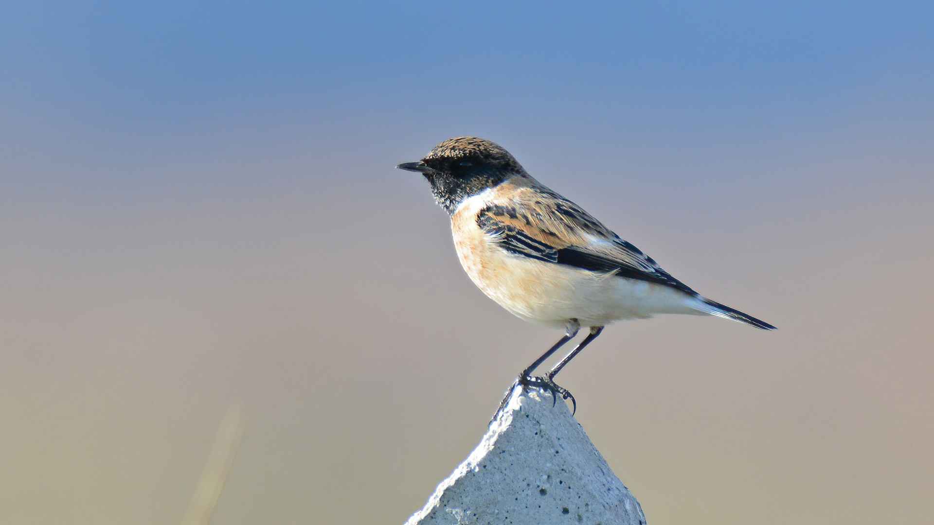 Sibirya taşkuşu