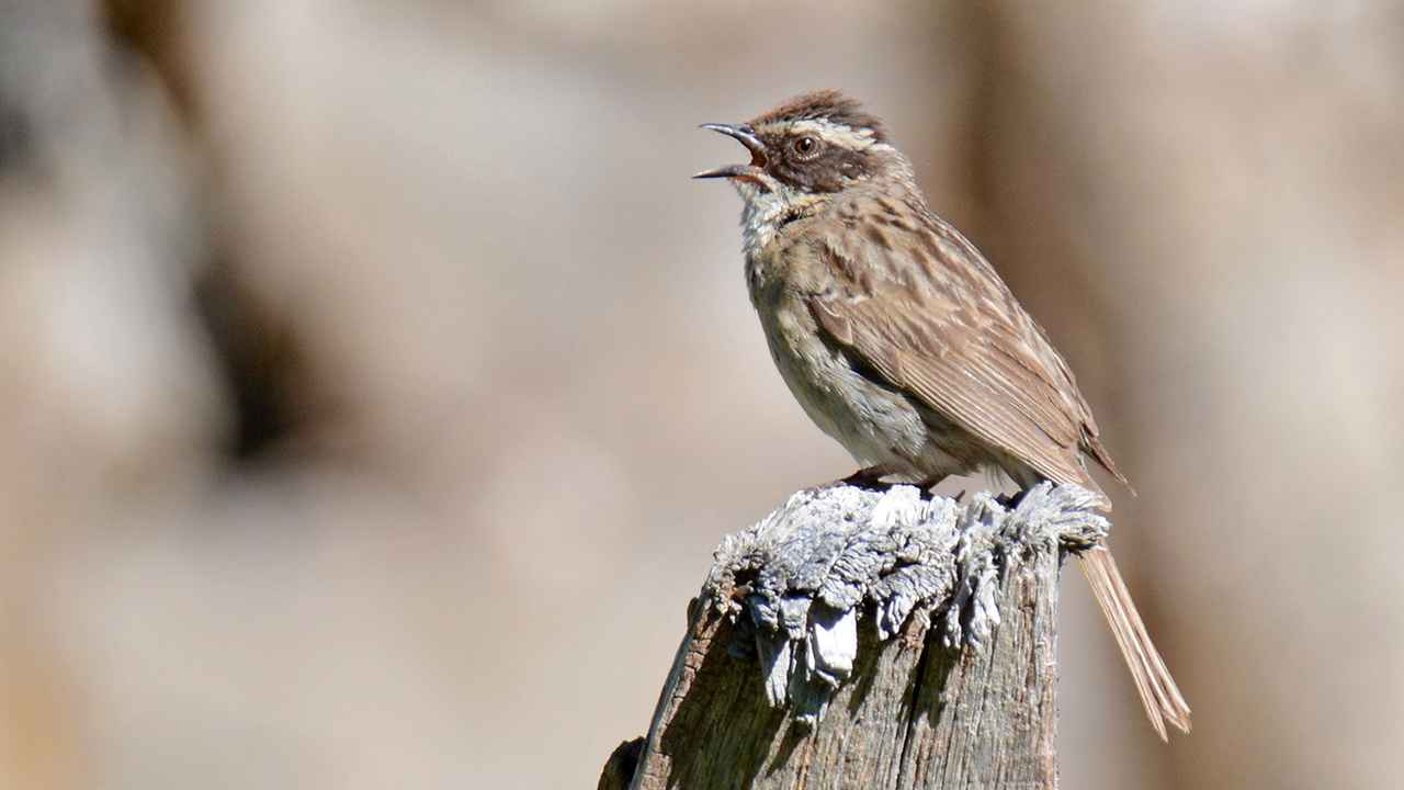 Radde's Accentor