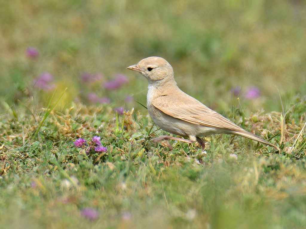 Bar-tailed Lark