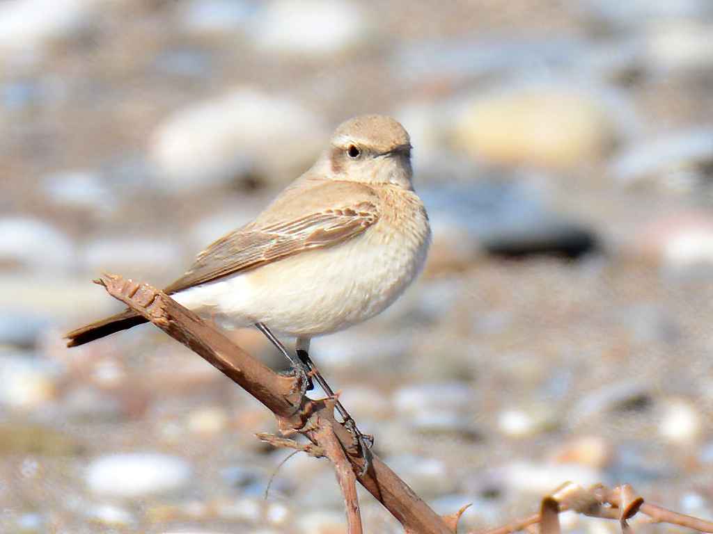 Desert Wheatear