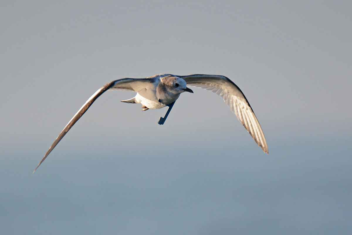 Sabine's Gull