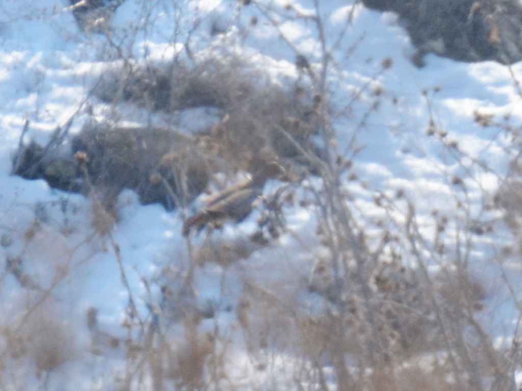 Çilkeklik