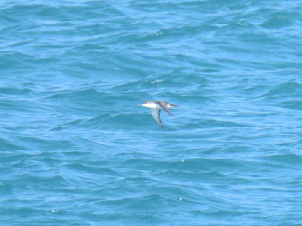 Yelkouan Shearwater