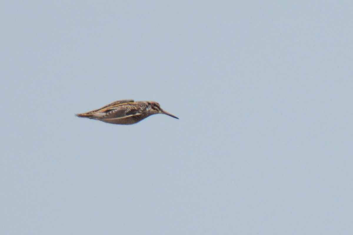 Jack Snipe