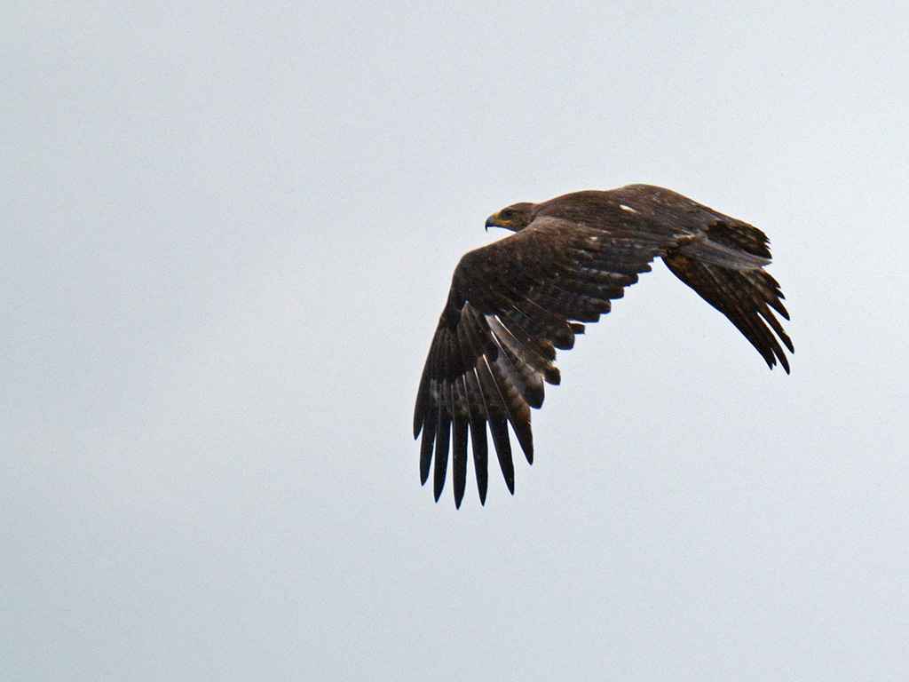 Steppe Eagle