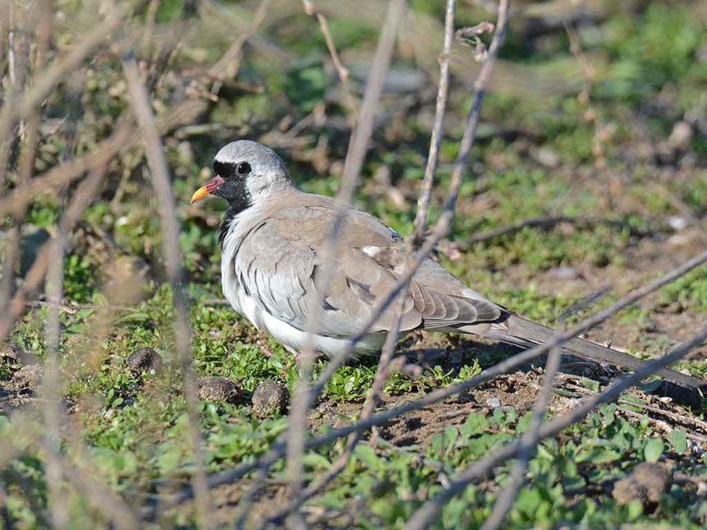 Namaqua Dove