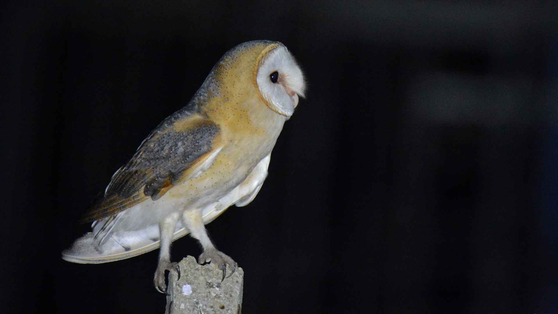 Barn Owl