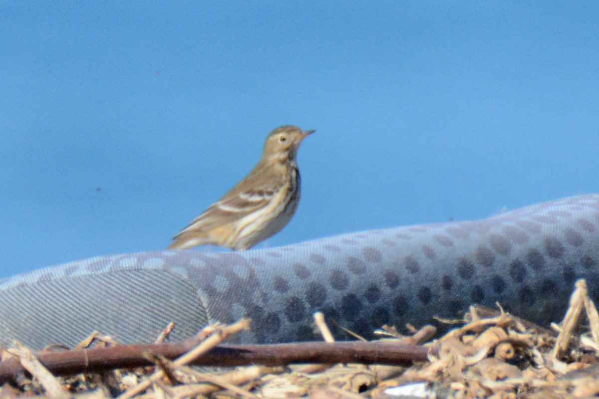 American Pipit