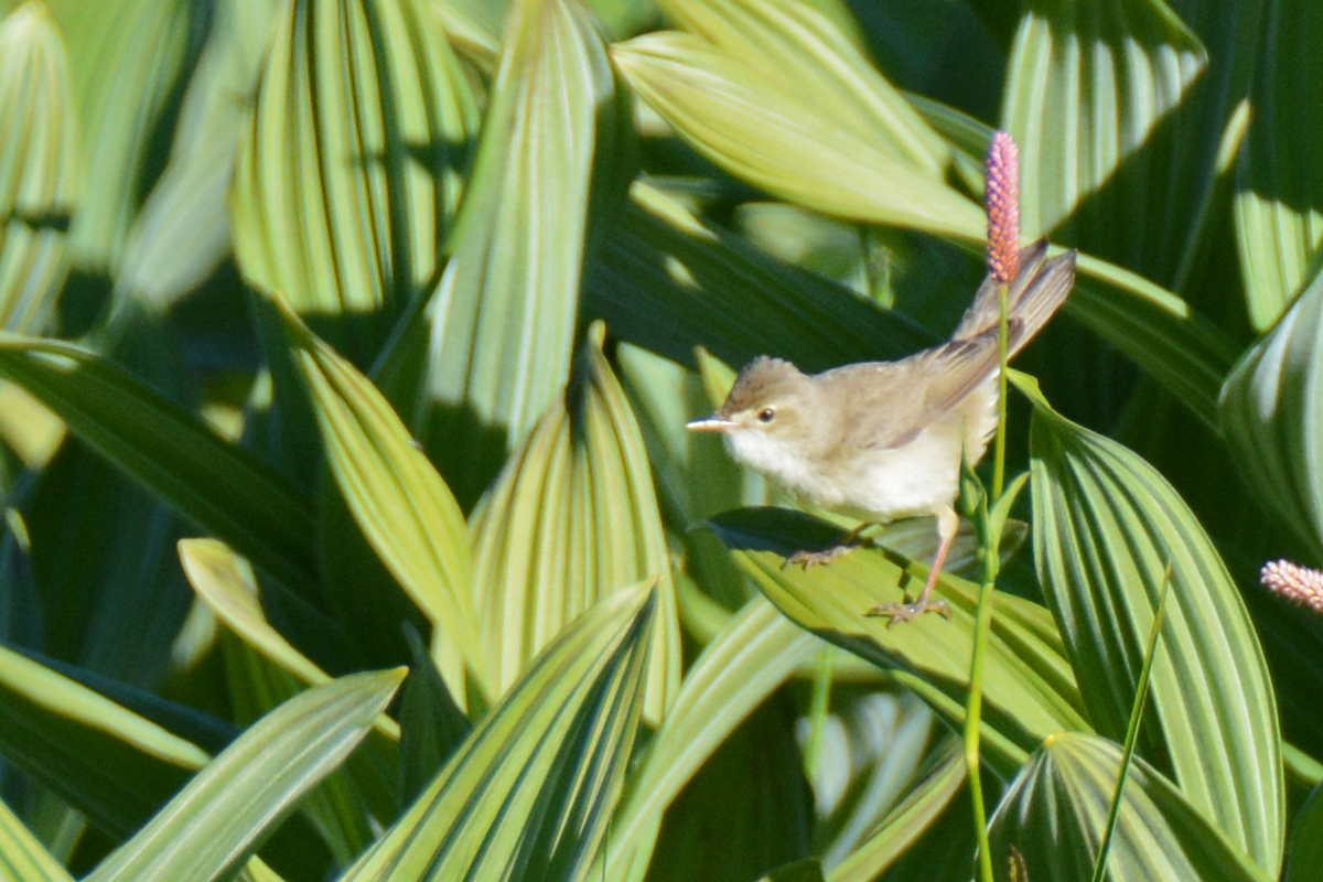 Marsh Warbler
