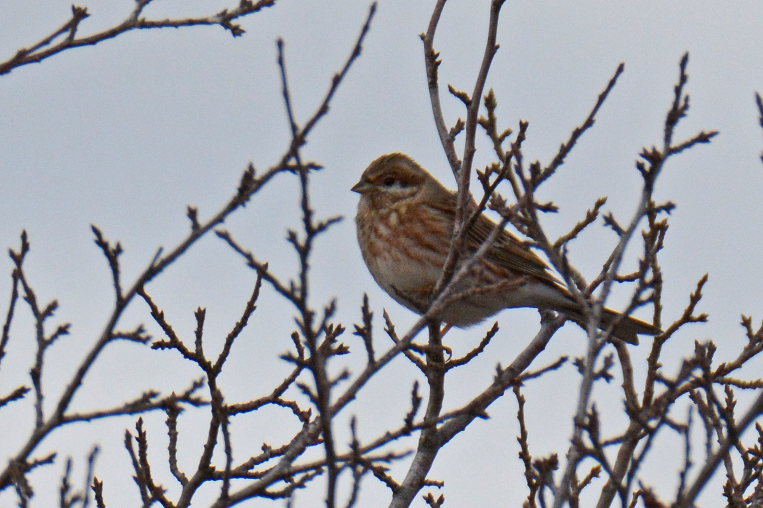 Pine Bunting