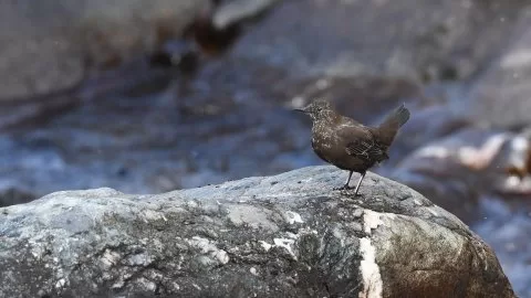 Cinclus pallasii