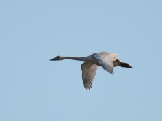 Whooper Swan