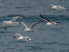 Lesser Black-backed Gull