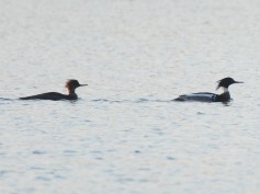 Red-breasted Merganser